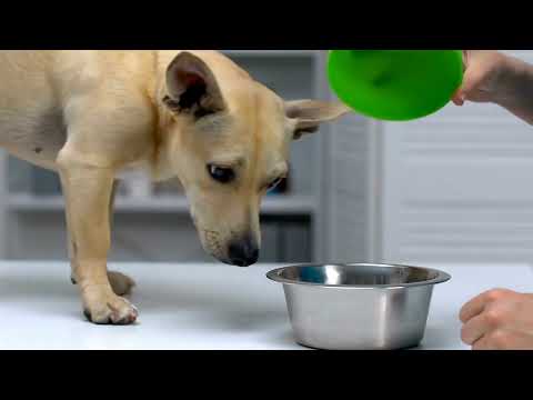 011 The Ultimate Guide to a Healthy Pet Diet: Tips, Tricks, and How-To's - Pet care courses series