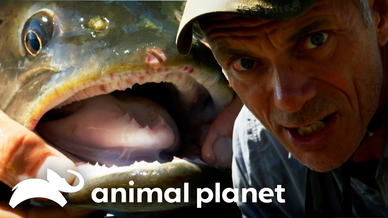 The Mongolian Predator Jeremy's Dreaming About | Pit Bulls and Parolees | Animal Planet