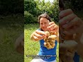 Longkong (Duku Langsat) video