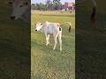 Joke With Cow Shorts
