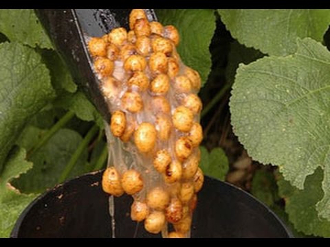 how to Prepare tiger nuts carp bait plus extract