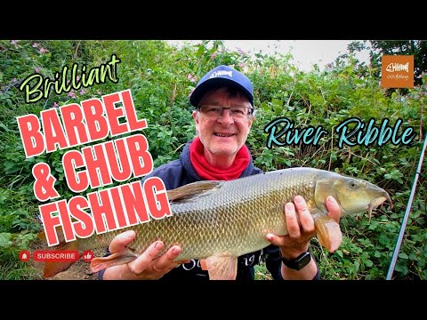 BRILLIANT Barbel and Chub Fishing | River Ribble Season's BEST