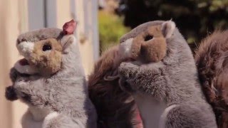 The Giggle Gems - Lucky Squirrels [EXPLICIT VERSION]