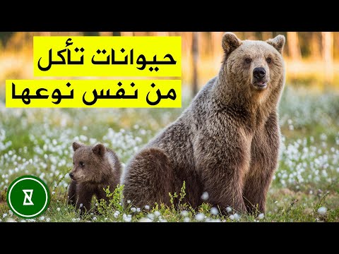 , title : 'YouCurious Arabic | هل تعلم الحيوانات التي تأكل نوعهم الخاص | فضولي'