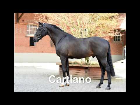 Stall VÖLZ - Hengst CARTIANO v. Caretino