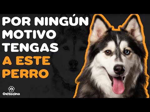 HUSKY SIBERIANO: 7 RAZONES para NO TENERLO
