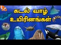 கடல் வாழ் உயிரினங்கள் Tamil Flashcards SIGHT WORDS Sea Creatur