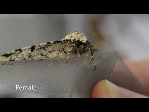 Biston betularia dimorphism