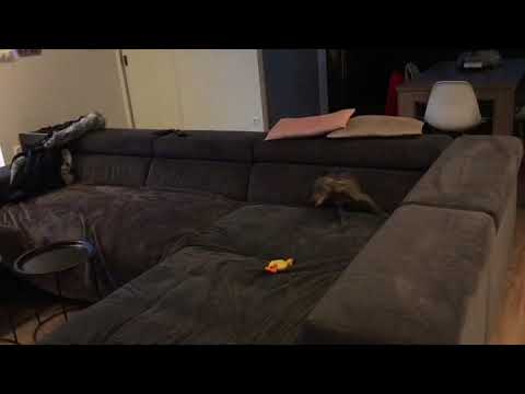 Luigi's morning routine