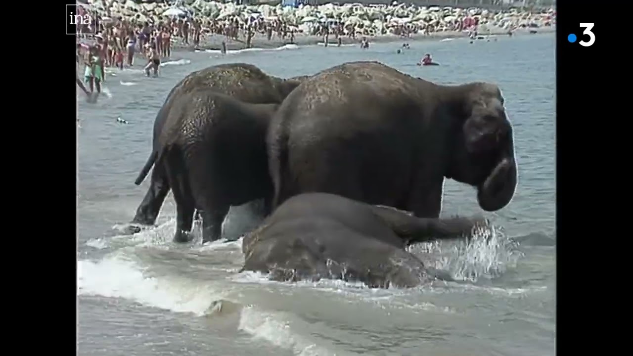 Canicule : en 1990, des éléphants se baignent au milieu des touristes à Antibes