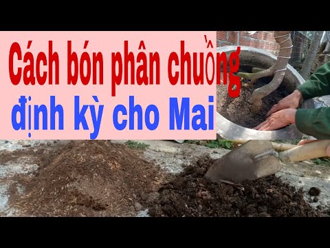 Cách bón phân chuồng định kỳ cho Mai vàng.
