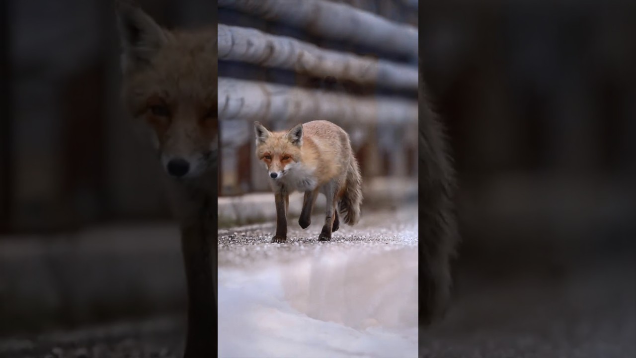 “The silent steps of the fox — grace in every move 🍂🦊” #QuietHarmony #Fox @QuietHarmony624