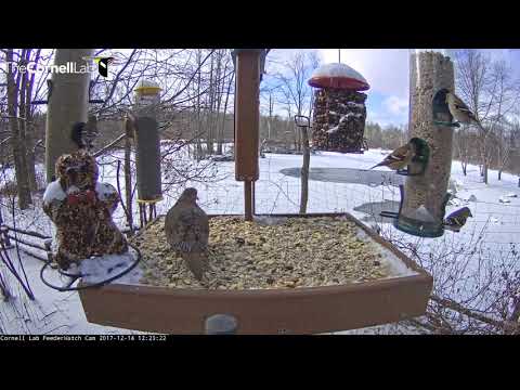 Finches and Doves Forage At Snowy Feeders In Ithaca, New York – Dec. 14, 2017