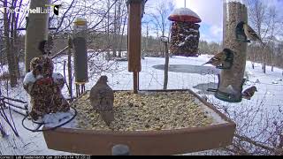 Finches and Doves Forage At Snowy Feeders In Ithaca, New York – Dec. 14, 2017