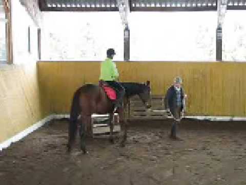 Dolina Koni - młody koń - Beta