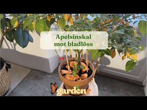 Orange peel against aphids - Gardenhacks by GardenR