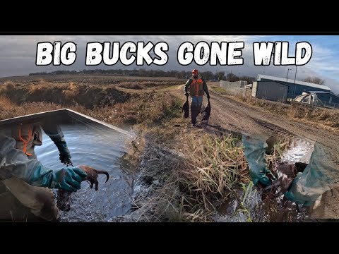 “Water Trapping GIANT Buck Mink!” #mcsquallers #hunting #trapper #wildlife