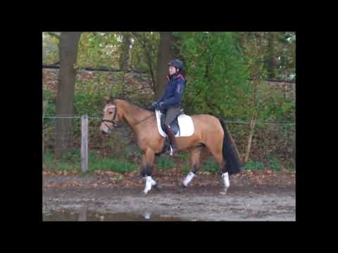 YI ZAFINAAH 6j. DR v. Rheingold for sale VB 10.000,- Euro