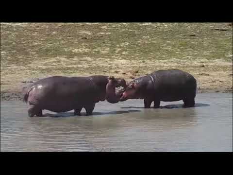 Djuma: Two Hippos have a loud face-off - 13:34 - 10/30/21