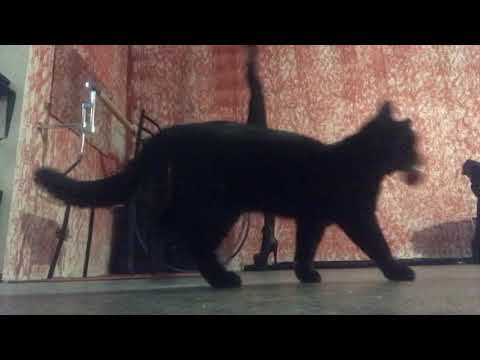 Alex Twisted - Metal training with a cat