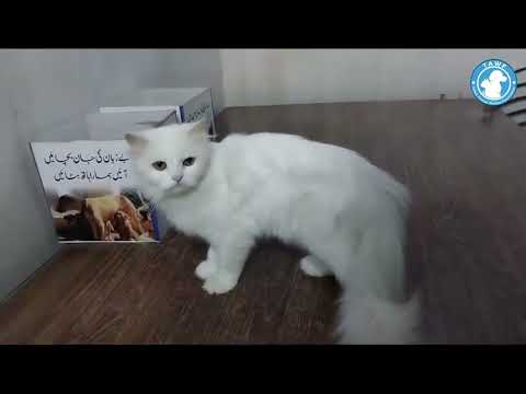 Meet Delight Our dynamic Finance Manager 😺 #delight #tawf #youtubevideo #cat