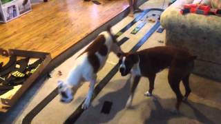 Dogs chasing slot cars
