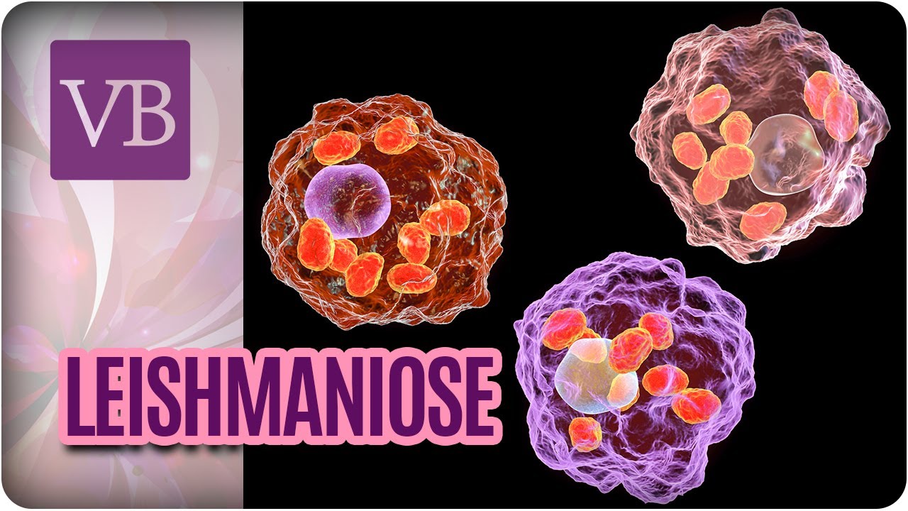Leishmaniose - Você Bonita (06/07/17)