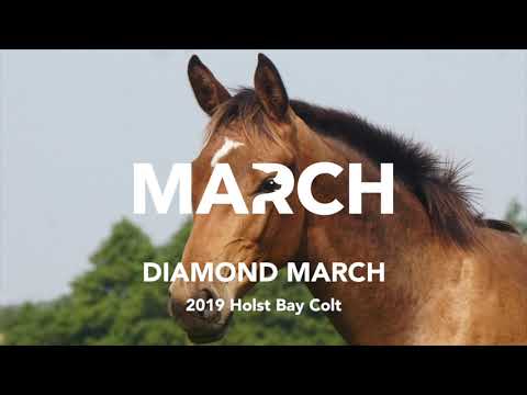 Diamond March - 2019 Bay Colt by Diamant De Semilly x Casado