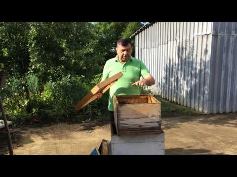 TAJNA LEGALNA PLJAČKA PČELA? 04 06 2019.