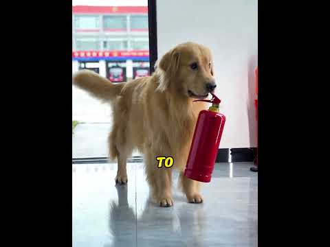 Owner Blew Up His Dog's Bowl! But The Retaliation & Rescue Will Shock You!#shorts #dog