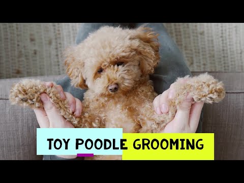 Toy poodle grooming and how to brush your dog