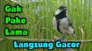 Download lagu Gelatik batu gacor || Suara gelatik batu betina memanggil jantan mp3 Download lagu Gelatik batu gacor || Suara gelatik batu betina memanggil jantan mp3