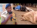 WIZI KUFURU WACHINJA MIFUGO NA KUONDOKA NA NYAMA WANAVUNA MAHINDI USIKU