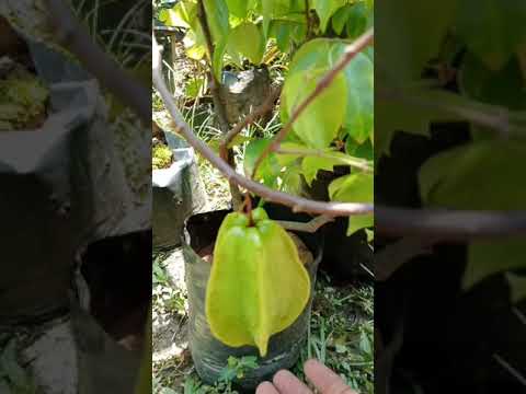 #sweet star fruit plant#short#all fruits plants available.subscribe, uvais agritech channel.