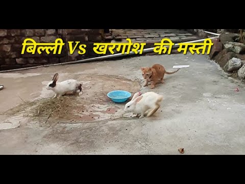 Cat Kitten 🐈 Hamster 🐹 vs Rabbit🐇 Who is the BEST? Battle in the GAINT Maze with #moradabadivideo