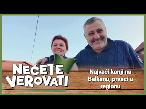 NEĆETE VEROVATI - Najveći konji na Balkanu, prvaci u regionu