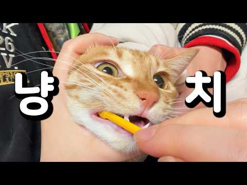 냥빨 이후..또 한번의 시련