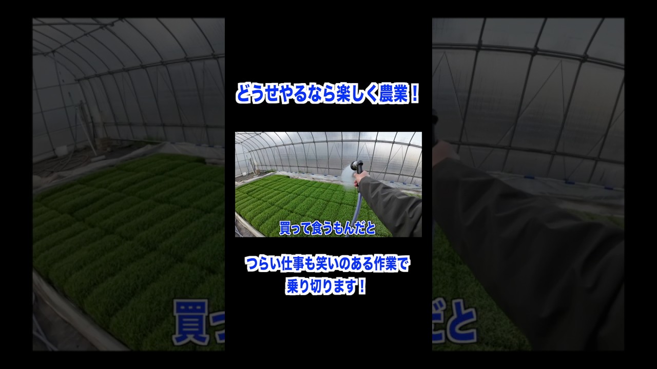 お米作り総集編 #農業 #兼業農家 #お米作り #トラクター #コンバイン