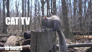 Sunday Morning Squirrels in the Forest - 10 Hour Video for Pets and People - Apr 21, 2024