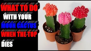 What to do with your Moon Cactus when the tops dies