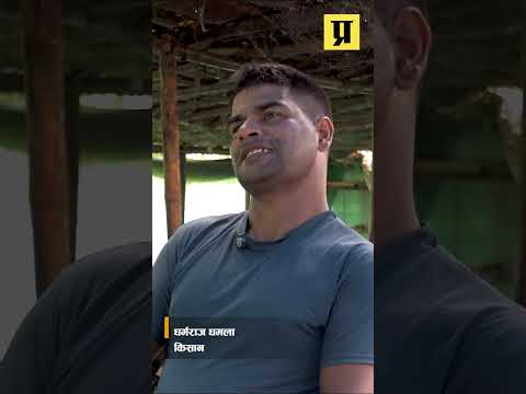 ‘एउटा गाईबाट सुरु भएको फार्म, अहिले दिनको ८० लिटर दूध बेच्नसक्ने बनाएकोछु’ : धर्मराज धमला