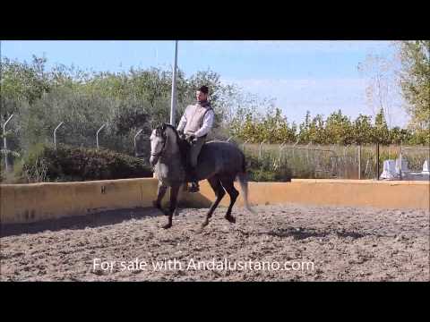 Debate PRE stallion for sale