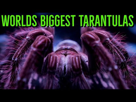 Top 10 LARGEST Tarantulas - Worlds BIGGEST Spiders - GIANT Tarantula!