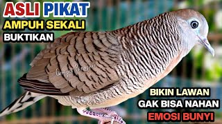 Download lagu Perkutut Lokal Gacor RAJA PIKAT Ahlinya Bikin Semua Burung Perkutut Gacor Nyaut. mp3
