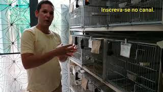 Qual a idade do curió para ser galador?