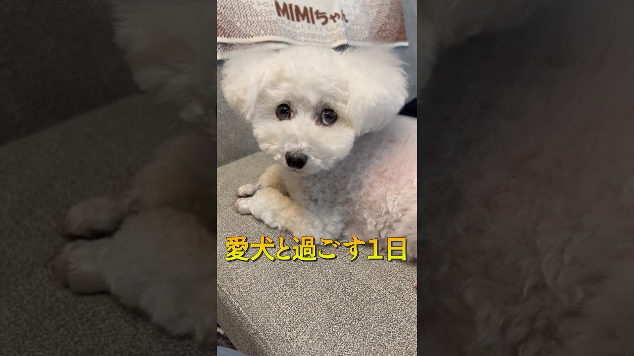 愛犬と過ごす１日