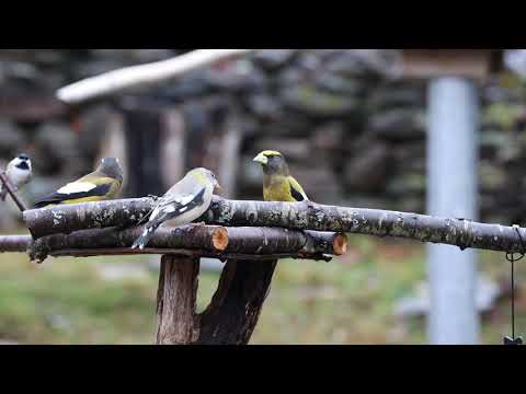 Evening Grosbeaks today in the feeder