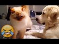 Angry Cats Vs Funny Dogs - Cats Vs Dogs Compilation - Try Not To Laugh || PETASTIC 🐾