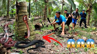 Help the Boy Catch 100 Black Mamba Snakes In The Rotten Coconut Tree