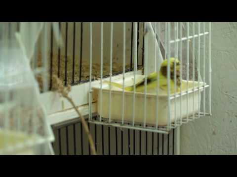 The Canary Room - Episode 10 Promo